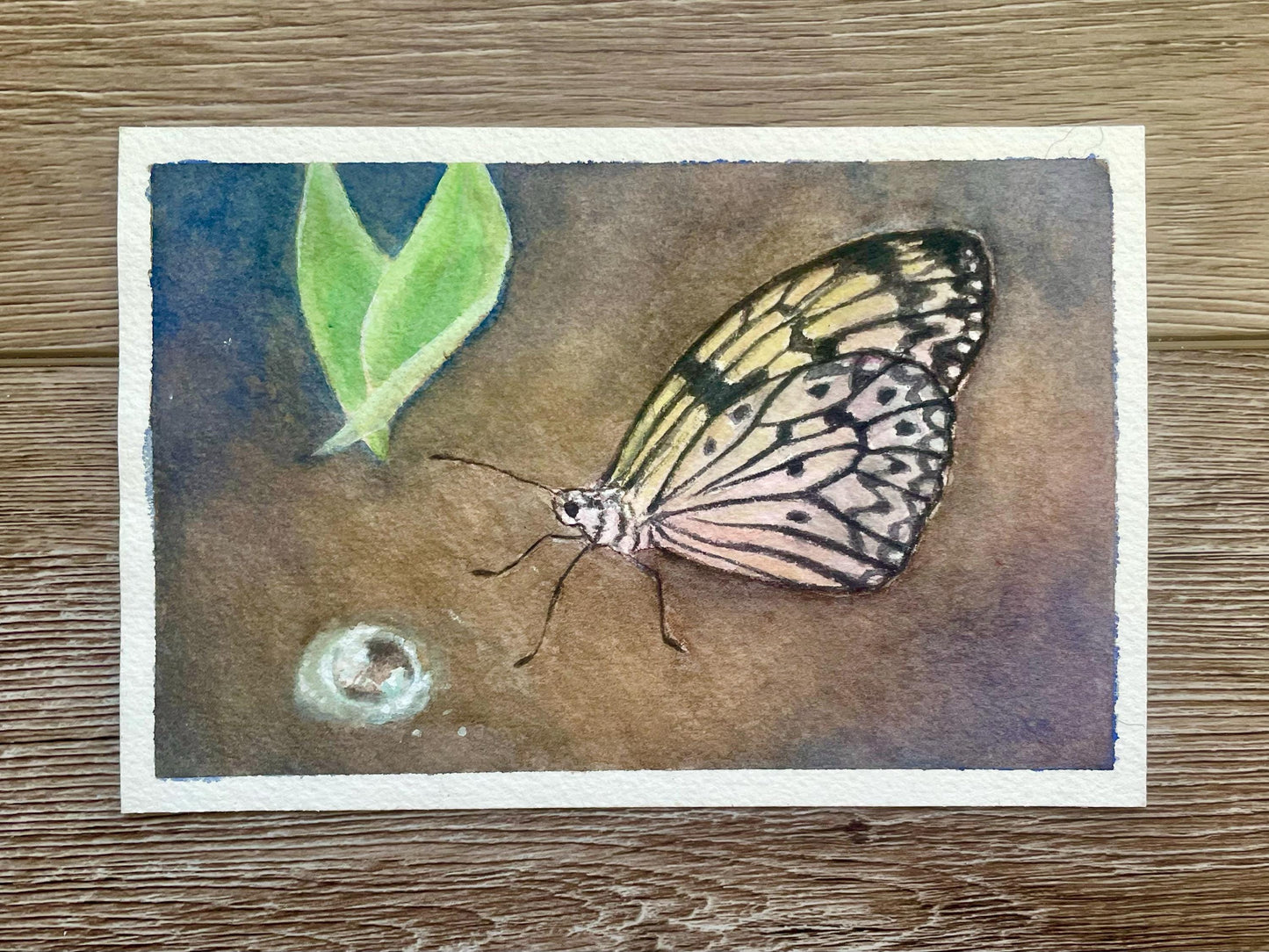 Original butterfly painting artwork With leaf and dewdrop